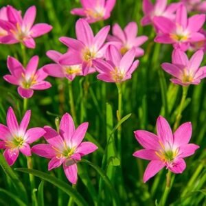 Pink Rain lily bulb