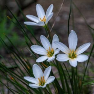 Rain lily White 5 Bulbs