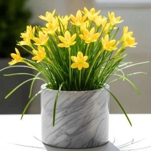 Rain lily Yellow 5 Bulbs